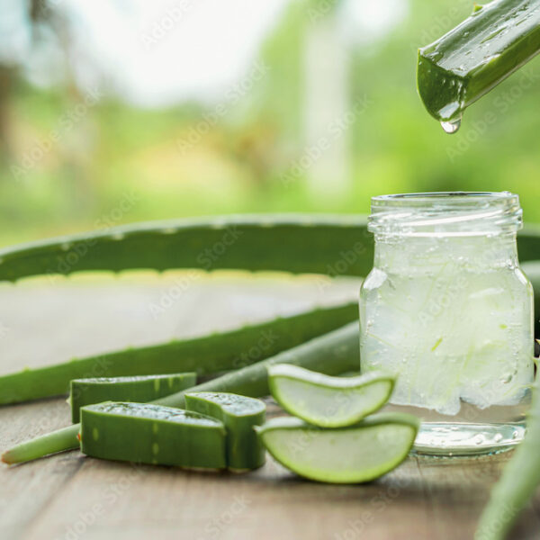 Aloe Vera very useful herbal medicine for skin treatment and use in spa for skin care. herb in nature