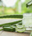 Aloe Vera very useful herbal medicine for skin treatment and use in spa for skin care. herb in nature